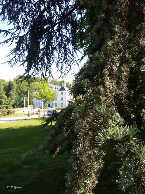 TANNE
im Hintergrund das SCHLOSS
