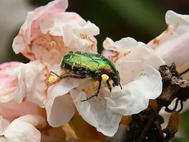 Insekten in Deutschland (Foto: Katja Woidtke)

Goldglänzende Rosenkäfer (Cetonia aurata) - entdeckt im Stadtpark Hannover | Foto: Katja Woidtke