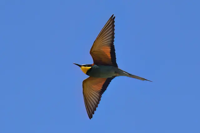 Foto: Copyright Andreas Schäfer