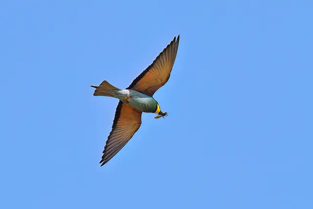 Foto: Copyright Andreas Schäfer