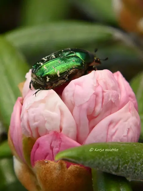 Insekten in Deutschland (Foto: Katja Woidtke)

Goldglänzende Rosenkäfer (Cetonia aurata) - entdeckt im Stadtpark Hannover | Foto: Katja Woidtke