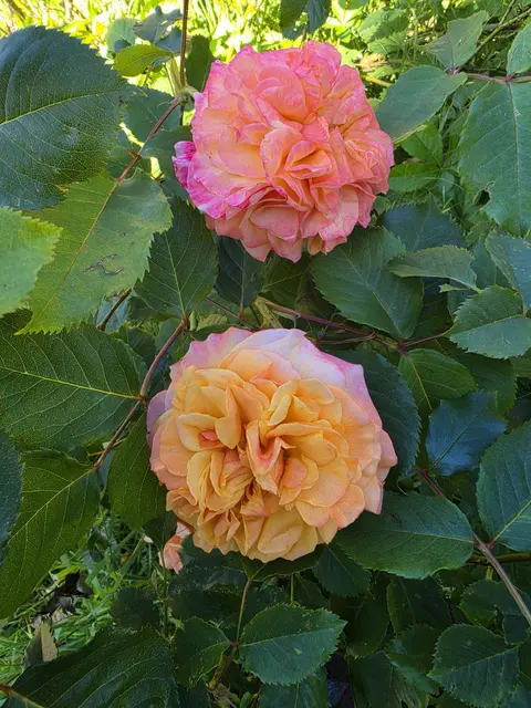 Zuchtrose