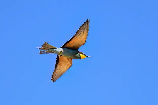 Foto: Copyright Andreas Schäfer