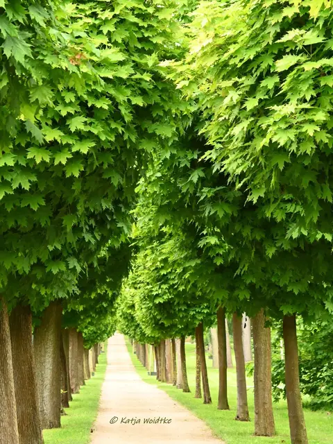 Landesgartenschau Niedersachsen (Foto: Katja Woidtke)

"Hier blüht Vielfalt" - LAGA '26 | Foto: Katja Woidtke