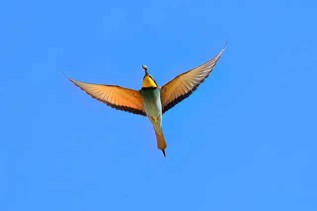 Foto: Copyright Andreas Schäfer