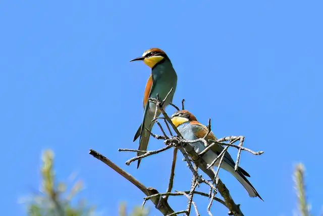 Foto: Copyright Andreas Schäfer