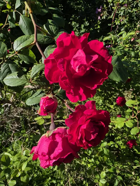 Zuchtrose