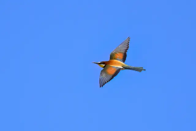 Foto: Copyright Andreas Schäfer