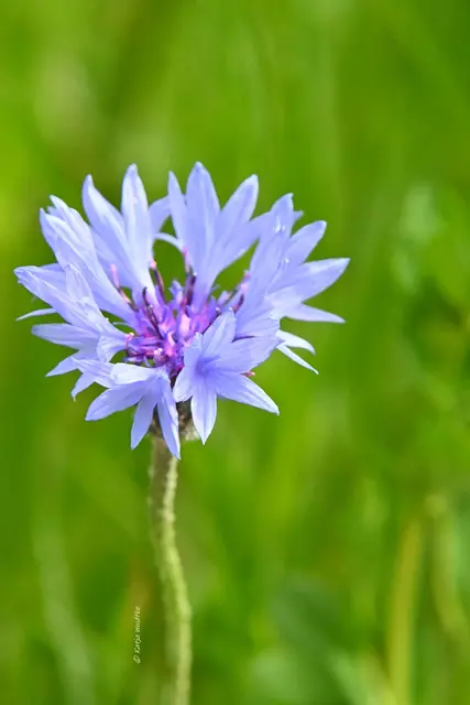 Landesgartenschau Niedersachsen (Foto: Katja Woidtke)

"Hier blüht Vielfalt" - LAGA '26 | Foto: Katja Woidtke