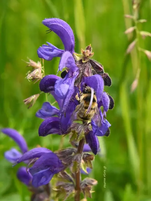 Landesgartenschau Niedersachsen (Foto: Katja Woidtke)

"Hier blüht Vielfalt" - LAGA '26 | Foto: Katja Woidtke