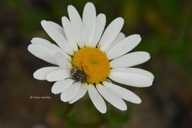 Landesgartenschau Niedersachsen (Foto: Katja Woidtke)

"Hier blüht Vielfalt" - LAGA '26 | Foto: Katja Woidtke