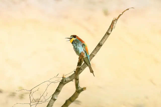 Foto: Copyright Andreas Schäfer