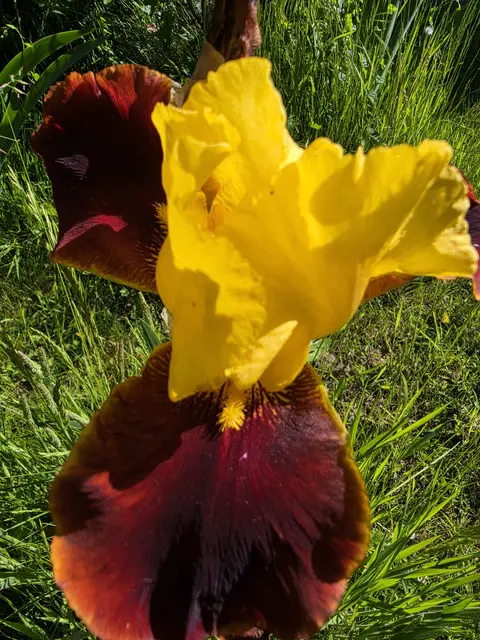 Iris