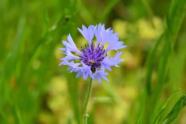 Landesgartenschau Niedersachsen (Foto: Katja Woidtke)

"Hier blüht Vielfalt" - LAGA '26 | Foto: Katja Woidtke