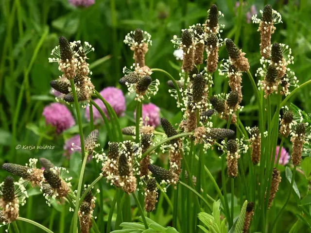 Landesgartenschau Niedersachsen (Foto: Katja Woidtke)

"Hier blüht Vielfalt" - LAGA '26 | Foto: Katja Woidtke