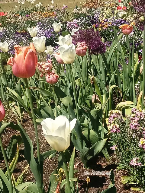 Foto: Iris Alefelder