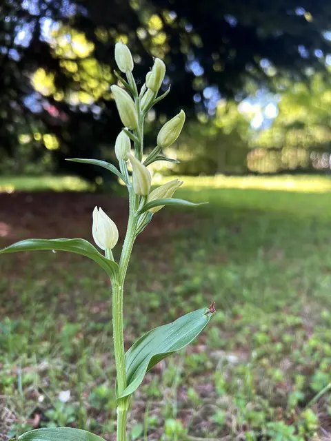 Diese sich selbstbestäubende Orchideenart steht unter strengem Naturschutz. Die Blüten öffnen sich kaum, produzieren keinen Nektar, locken also auch kaum Insekten an.  
