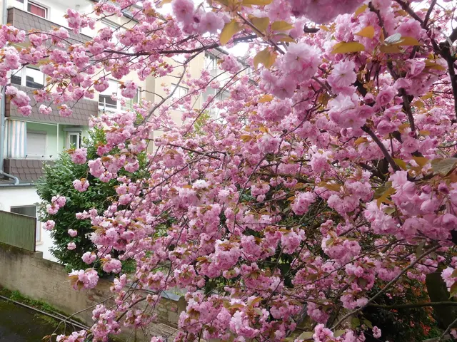 Kirschblüte in Duisburg-Neudorf | Foto: Astrid Günther