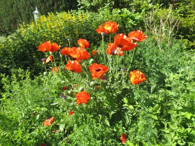 So voll war der Mohn noch nie.
