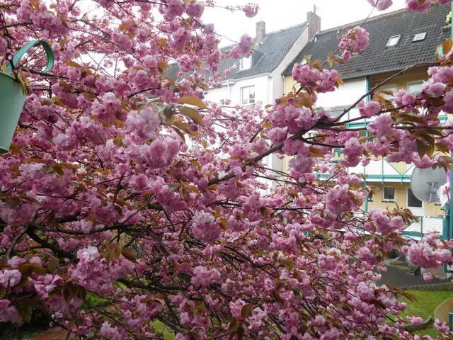Kirschblüte in Duisburg-Neudorf | Foto: Astrid Günther
