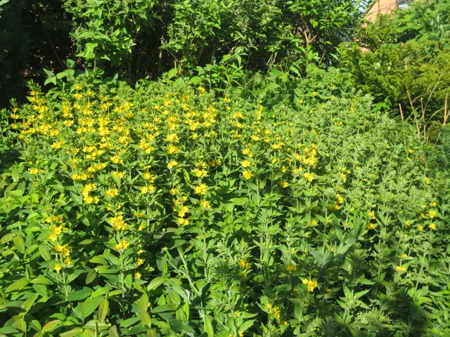Leider nichts für Bienen..