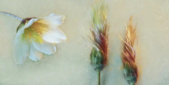 Blüte mit jungem Fruchtstand