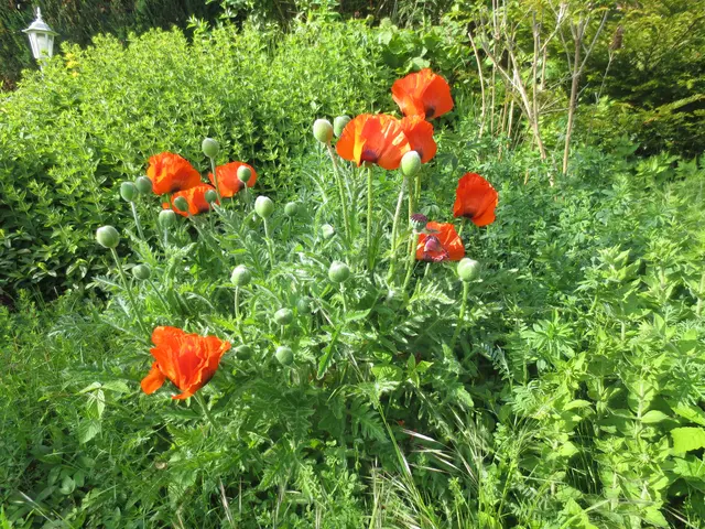 Der Mohn etwas früher.