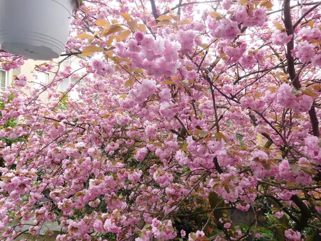 Kirschblüte in Duisburg-Neudorf | Foto: Astrid Günther