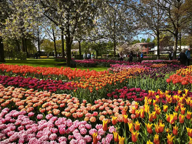 Im Tulpenparadies | Foto: Shima Mahi