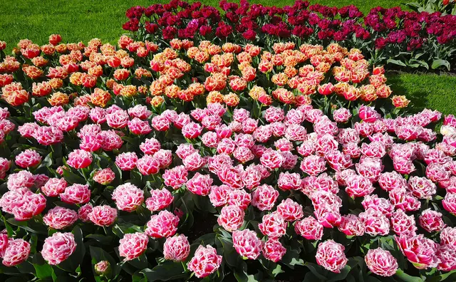 Gefüllte Tulpen | Foto: Shima Mahi