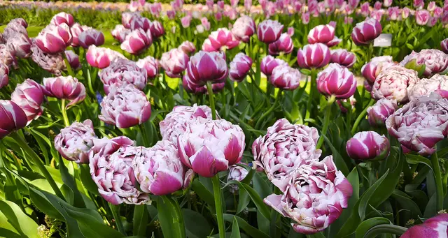 Wunderschöne zweifarbige gefüllte Tulpen | Foto: Shima Mahi