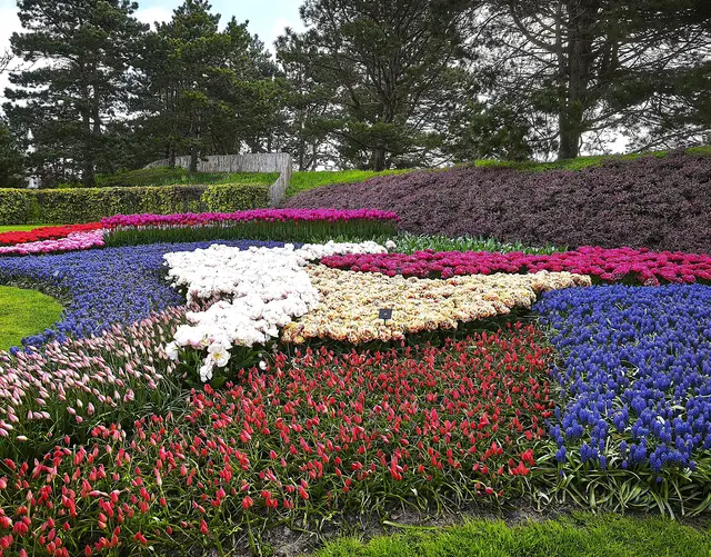 Bunte Vielfalt zusammen mit Hyazinthen und Winterheide. | Foto: Shima Mahi