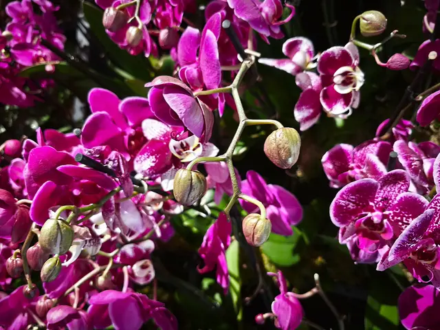 In der Orchideenausstellung | Foto: Shima Mahi