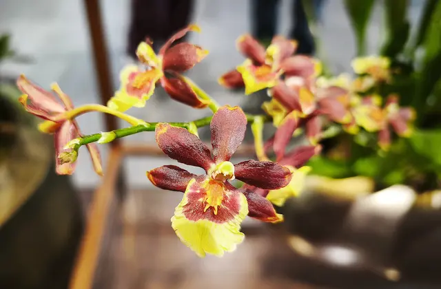 In der Orchideenausstellung | Foto: Shima Mahi