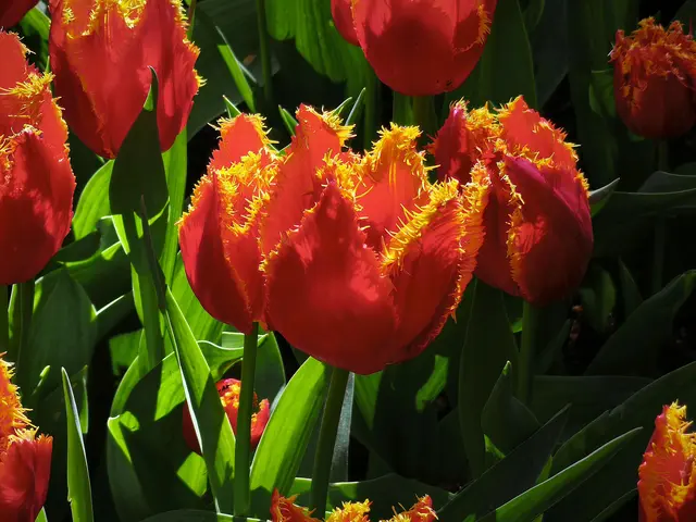 Rote Tulpenschönheit im Gegenlicht | Foto: Shima Mahi