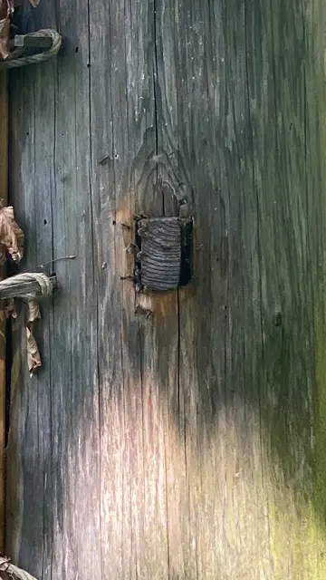 Alter Baumstamm mit Bienenvolk