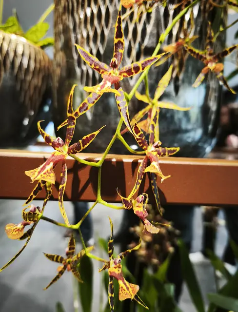 In der Orchideenausstellung | Foto: Shima Mahi