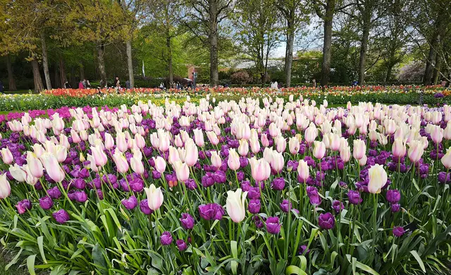 Tulpenparadies | Foto: Shima Mahi