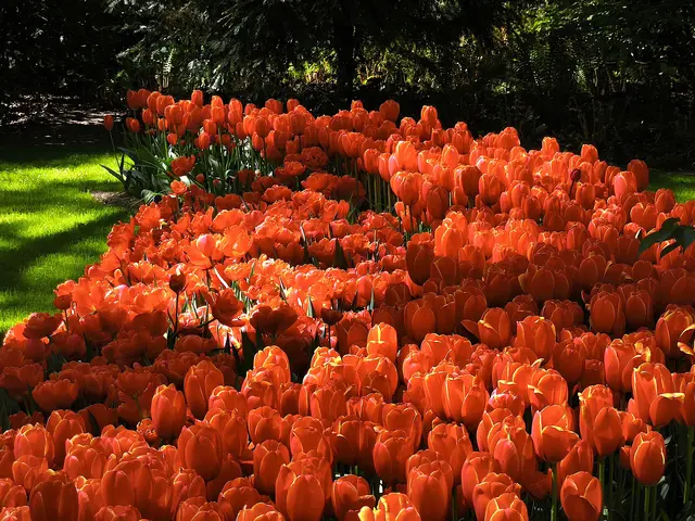 Leuchtende Pracht in Licht und Schatten | Foto: Shima Mahi