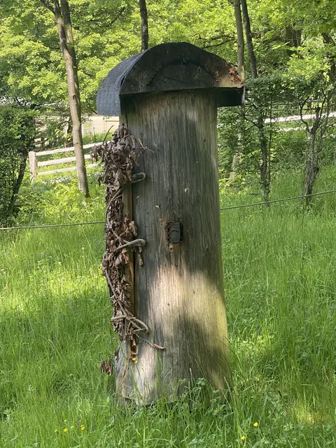 Alter Baumstamm mit Bienenvolk