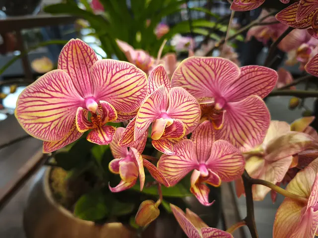 In der Orchideenausstellung | Foto: Shima Mahi