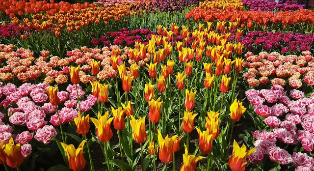 Was für eine Farbenpracht! | Foto: Shima Mahi