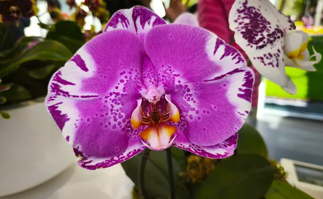 In der Orchideenausstellung | Foto: Shima Mahi