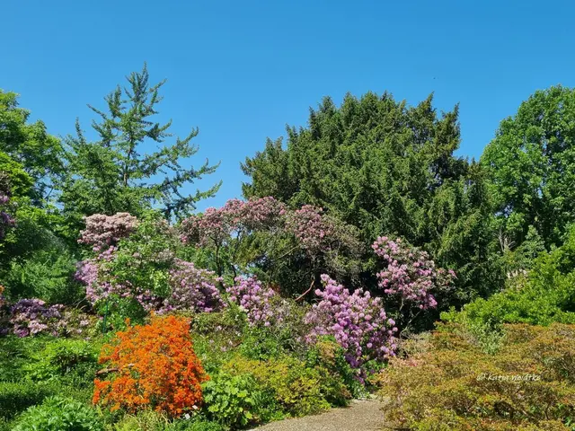 Berggarten Paradies Rhododendronblüte