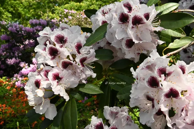 Berggarten Paradies Rhododendronblüte