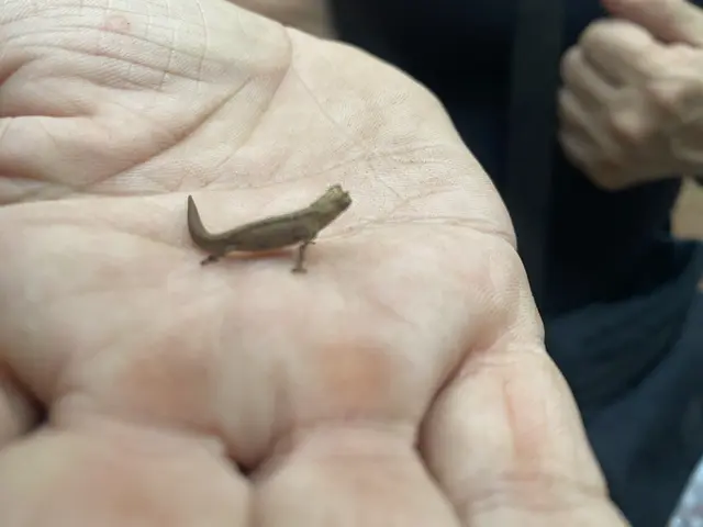 Mini Chamäleon ausgewachsen mit 3cm