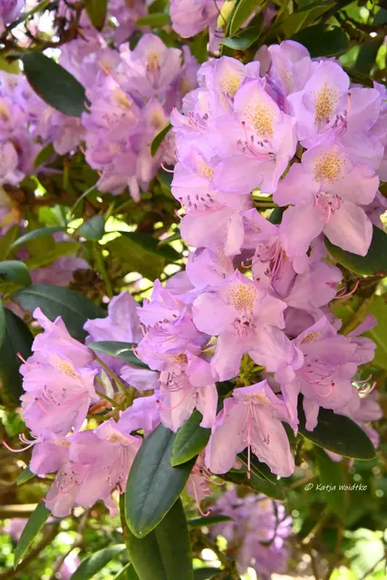 Berggarten Paradies Rhododendron