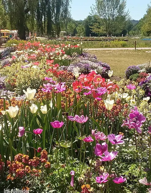 Foto: Iris Alefelder