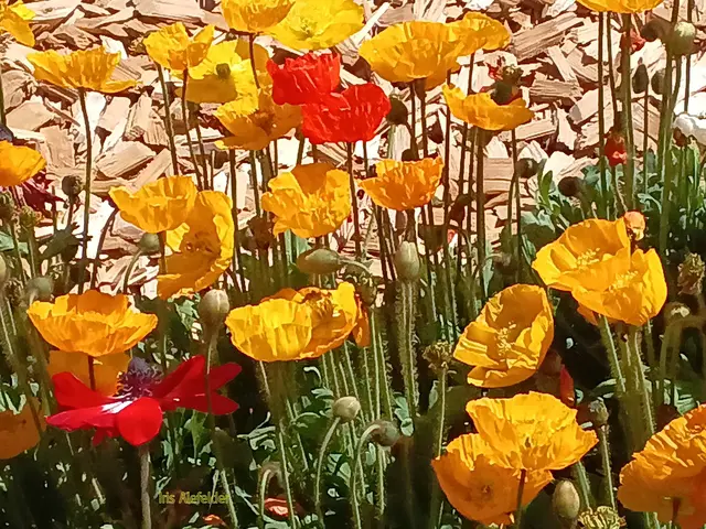 Foto: Iris Alefelder