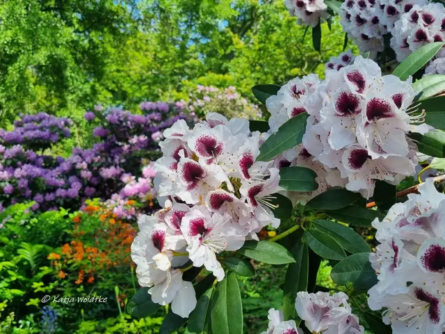 Berggarten Paradies Rhododendronblüte